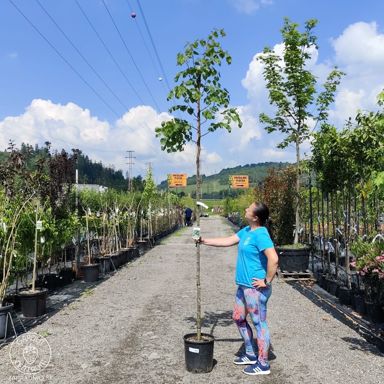 Obrázok Lipa malolistá (Tilia cordata) - výška 300-320 cm, obvod kmeňa 6/8 cm, kont. C18L  